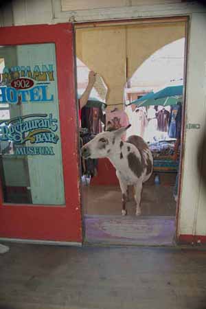 burro in doorway